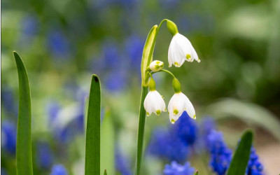 Sommerknotenblume, hübsch, heimisch, liebenswert