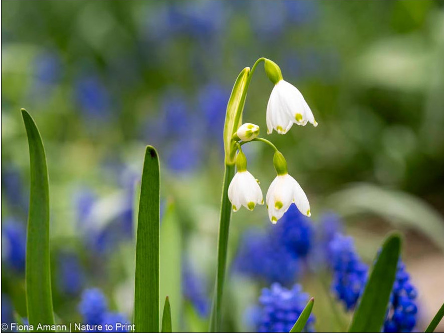 Sommerknotenblume, hübsch, heimisch, liebenswert