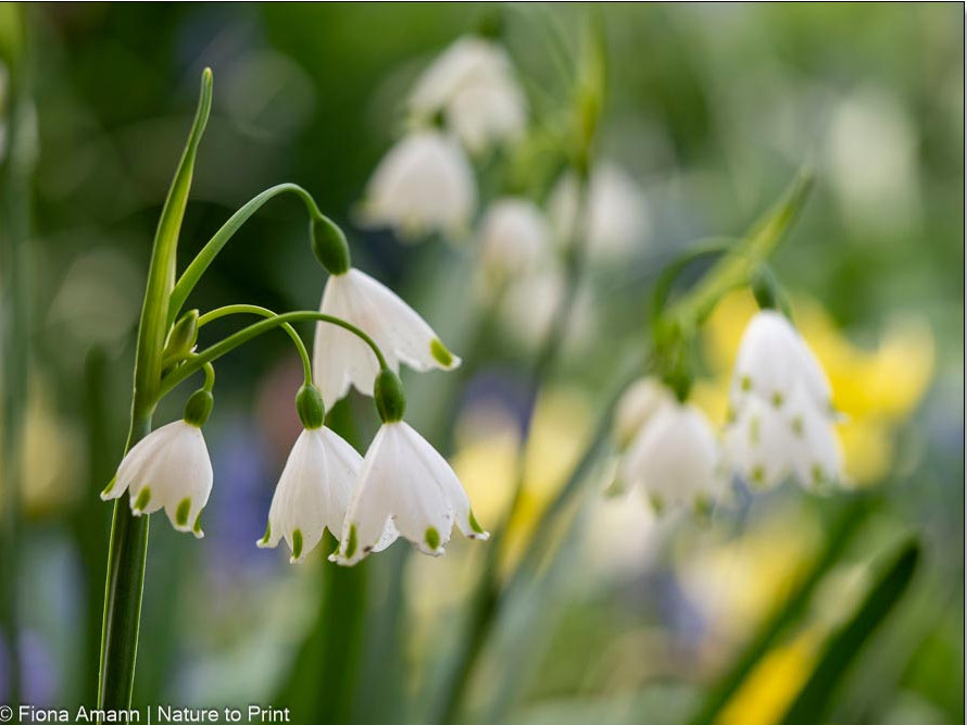 Knotenblumen, in Pflanzgemeinschaft mit Hundszahn / Forellenlilie Knotenblumen, in Pflanzgemeinschaft mit Hundszahn / Forellenlilie