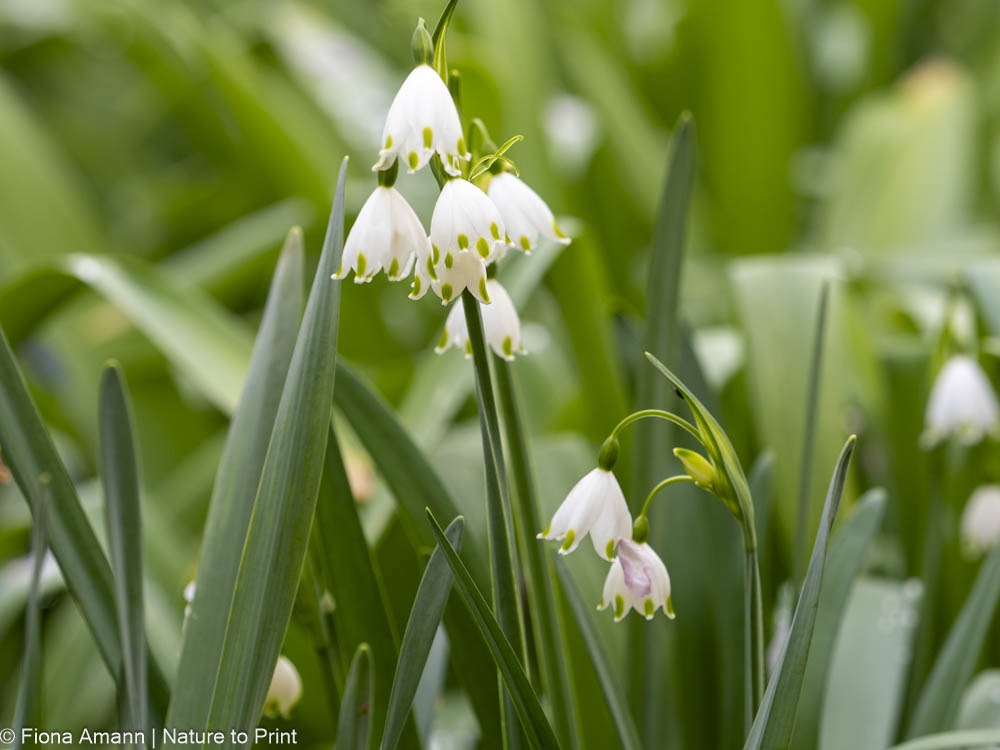Sommer-Knotenblume, heimische Zwiebelblume, große Schwester des Märzbechers