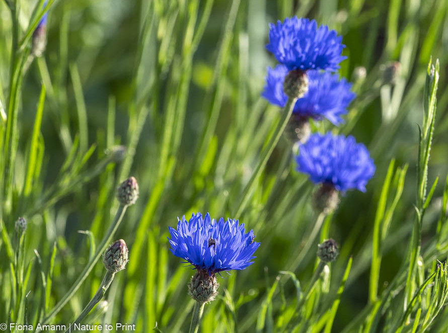 Kornblumen blühen zusammen mit Mohn ab Juni. Distelfinken lieben sie.