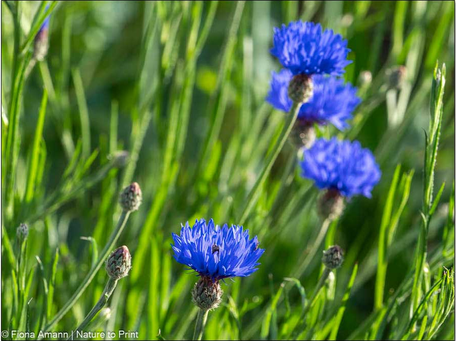 Wo Schafgarben wachsen, gedeihen auch Kornblumen gut