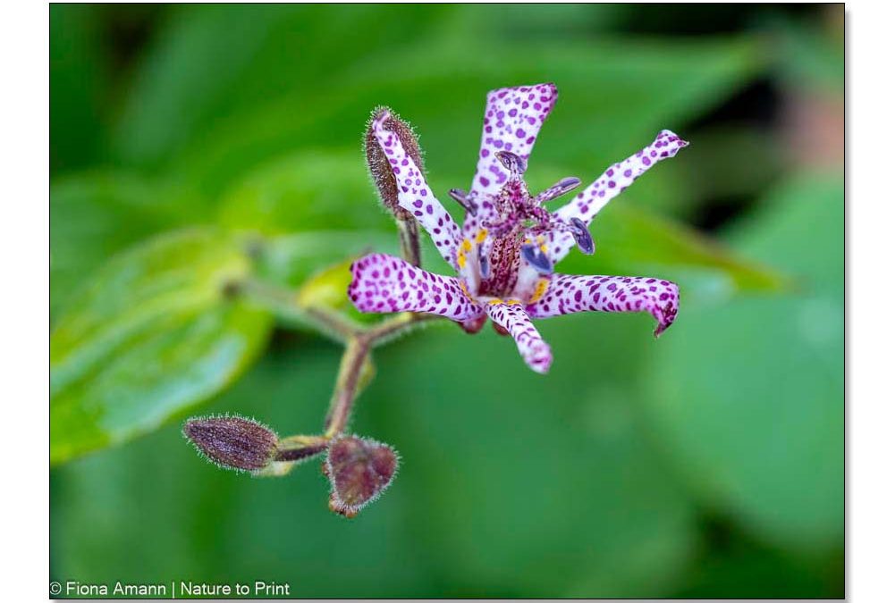 Krötenlilie Tricyrtis, faszinierend exotische Blüten im Schattenbeet