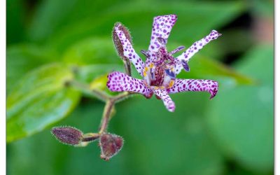 Krötenlilie Tricyrtis, faszinierend exotische Blüten im Schattenbeet