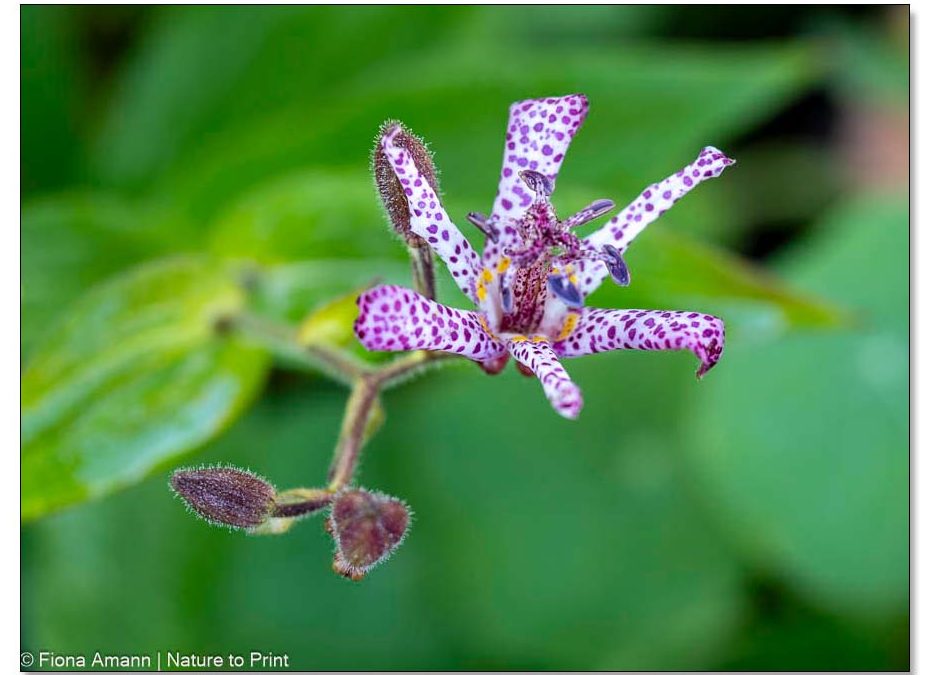 Krötenlilie Tricyrtis, faszinierend exotische Blüten im Schattenbeet