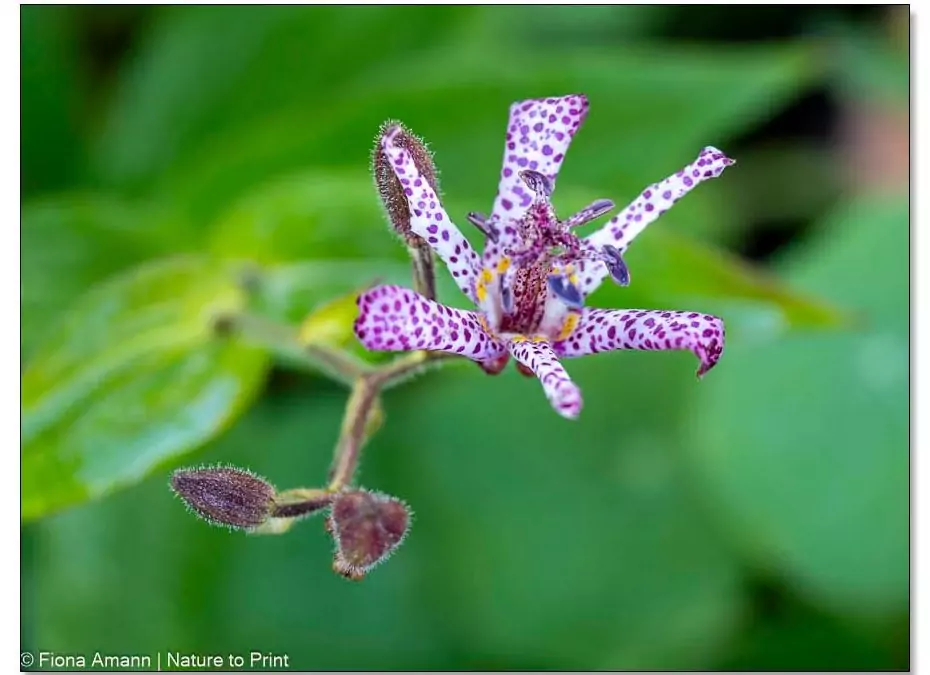 Krötenlilie, Tricyrtis, Rarität mit spektakulären Blüten für den Halbschatten