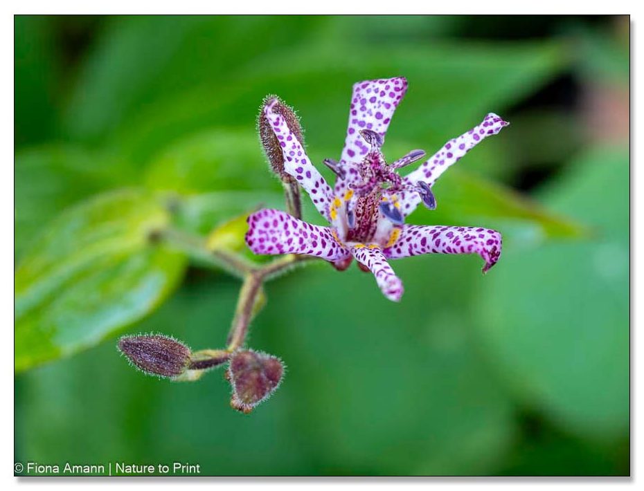 Krötenlilie, Tricyrtis, Rarität mit spektakulären Blüten für den Halbschatten