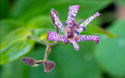 Krötenlilie Tricyrtis, faszinierend exotische Blüten im Schattenbeet