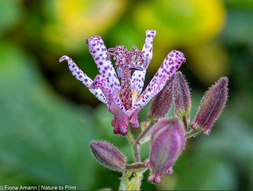 Hübsch blühende Tricyrtis mit behaarten Knospen im halbschattigen Garten Hübsche Tricyrtis mit Knospen im halbschattigen Garten