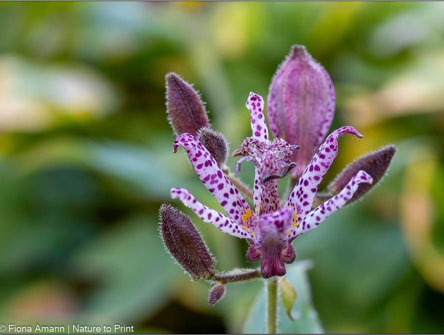 Der Tigerstern überrascht im Herbst durch seine exotische Blüte Exotische Blüte im Herbst, Tigerstern im Schattengarten