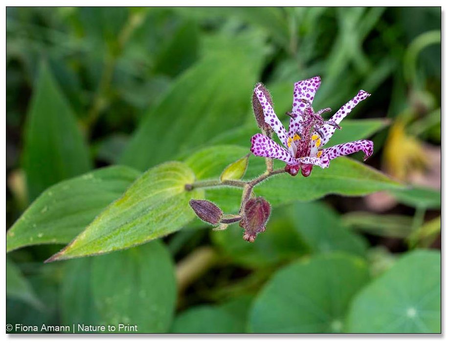 Tricyrtis mit Knospen im Halbschatten