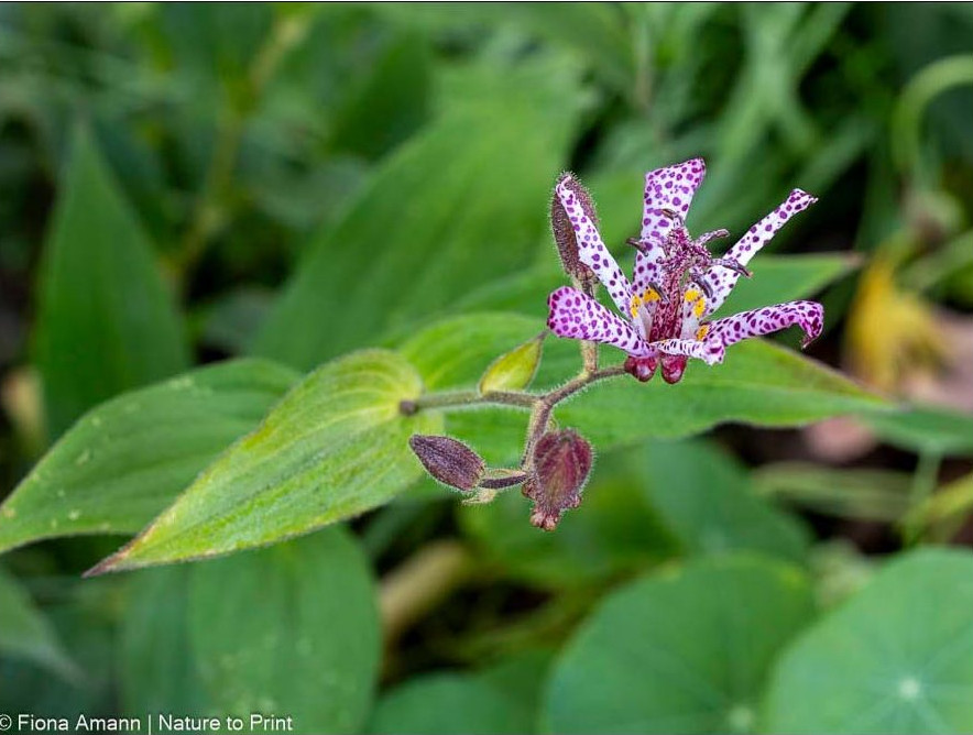 Tricyrtis mit Knospen im Halbschatten Tricyrtis mit Knospen im Halbschatten