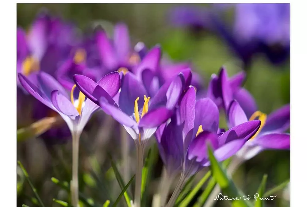 Krokusse, bunt, bienenfreundlich, liebenswert