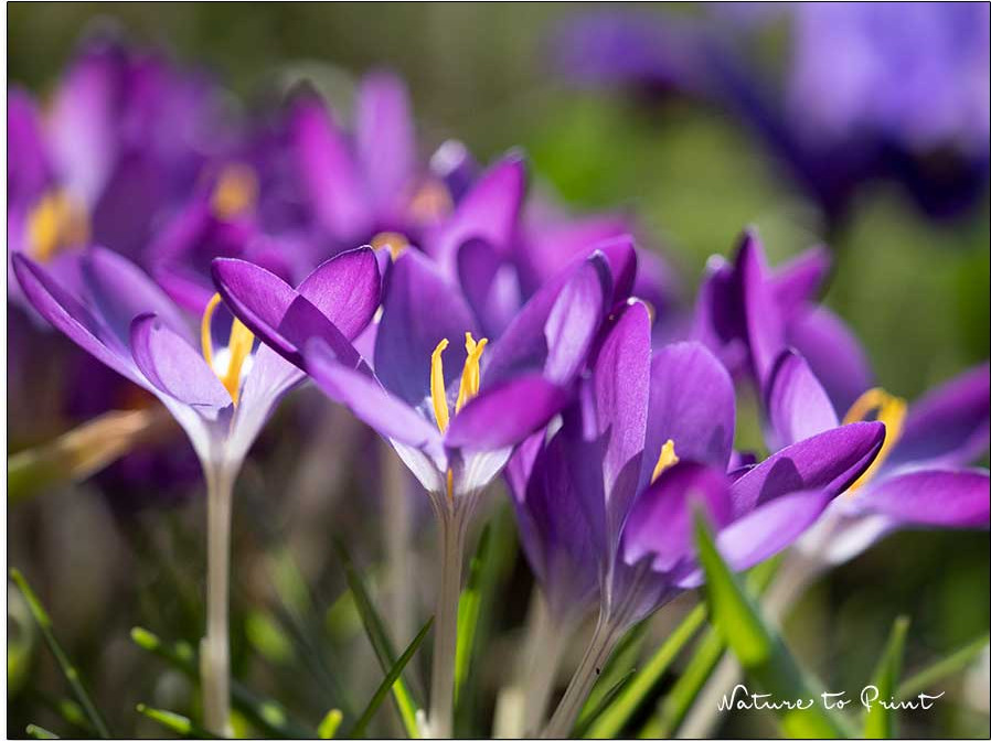 Krokusse, bunt, bienenfreundlich, liebenswert