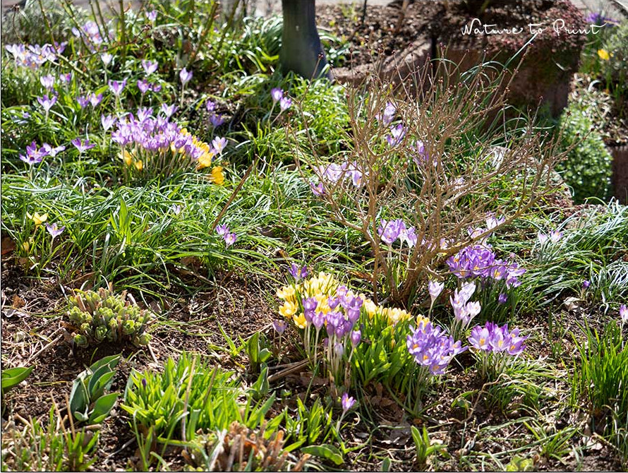 Bunte Frühblüher setzten Akzente zwischen austreibenden Stauden im Vorfrühling Bunte Frühblüher setzten Akzente im Vorfrühling