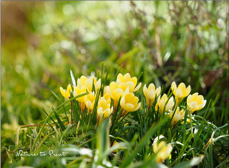 So vertreiben Frühblüher den Winterblues So vertreiben Frühblüher den Winterblues
