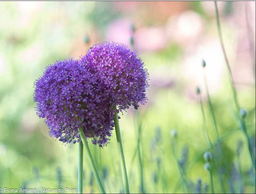 Kugel-Zierlauch mit Trommelstock-Allium im Hintergrund. Allium verwildert gerne wild und ungestüm. Einmal gesetzt, für Jahrzehnte wachsendes Gartenglück. Gartenglück mit Kugel-Zierlauch und Trommelstock-Allium im Hintergrund