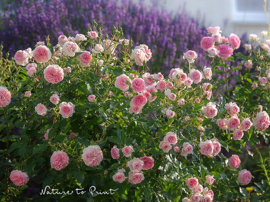Lavendel neben Rosen. Kleinstrauchrose Larissa von Kordes braucht erstaunlich sehr viel Platz, blüht aber überreich. Lavendel neben Rosen im Garten von Nature to Print