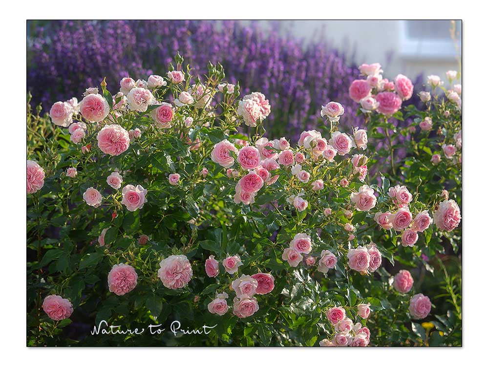 Lavendel neben Rosen im Garten von Nature to Print
