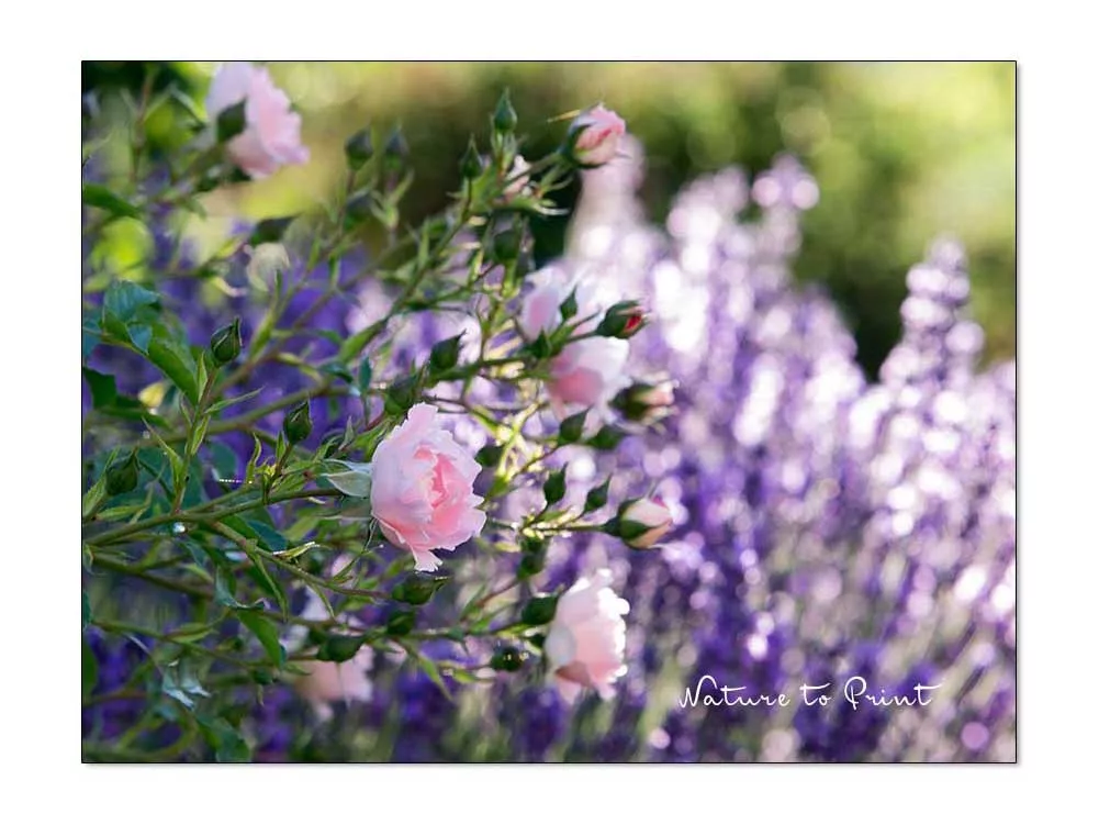 Lavendel neben Rosen in der Gartenmauer. Rose Sommerwind wächst im Beet, Lavendel daneben im Betonpflanzstein.
