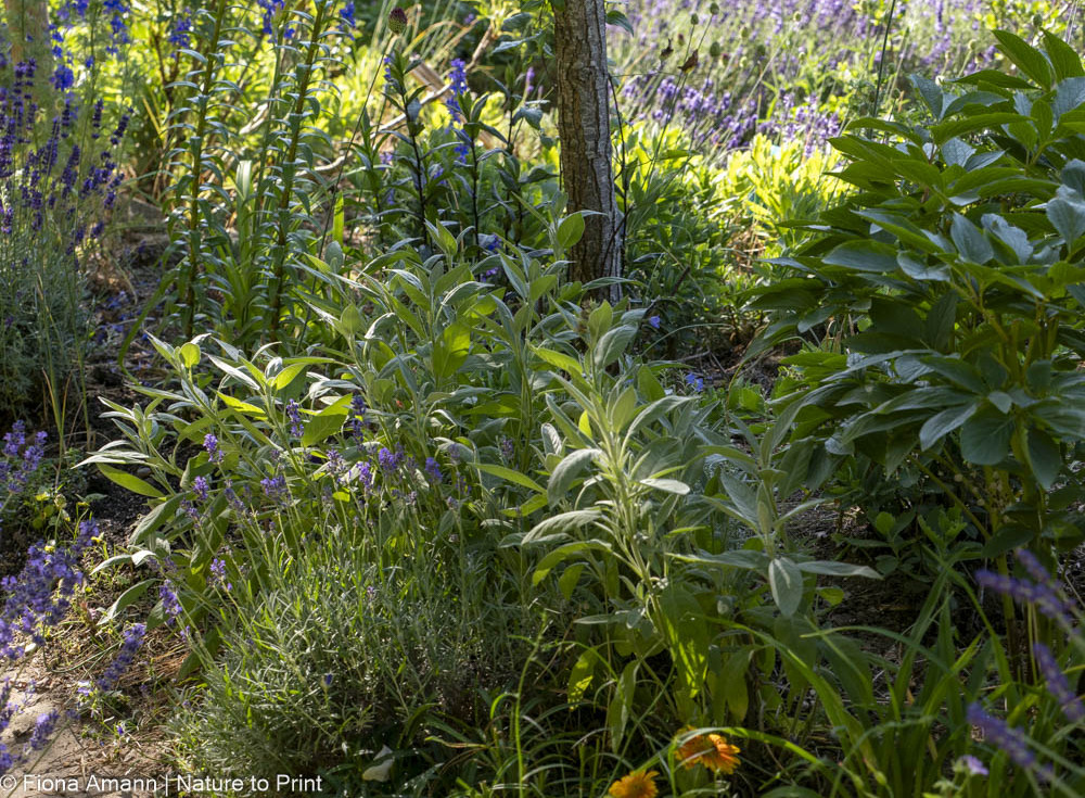 Küchensalbei und Lavendel teilen sich den Standort auf einer Baumscheibe in trockener Südlage