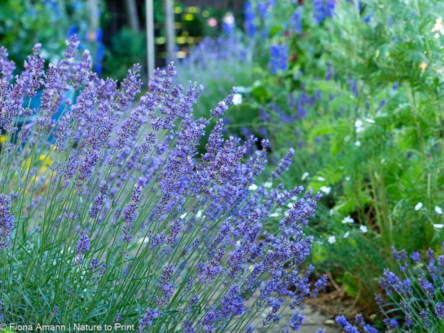 Lavendel gratis ernten mit der Mulchmethode, dann blüht er auch im Schotter neben dem Gartenweges Lavendel gratis ernten mit der Mulchmethode, dann blüht er auch im Schotter neben dem Gartenweges