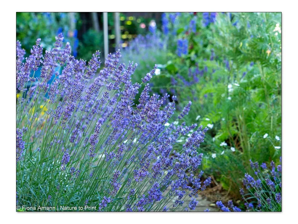 Lavendel gratis ernten mit der Mulchmethode, dann blüht er auch im Schotter neben dem Gartenweges