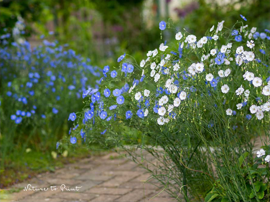 Weißer Staudenlein. Blauer Lein im Hintergrund