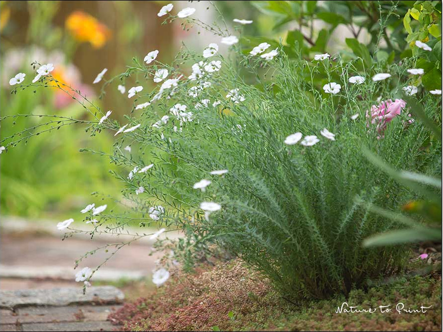Weißer Flachs vor Rose Madame Boll