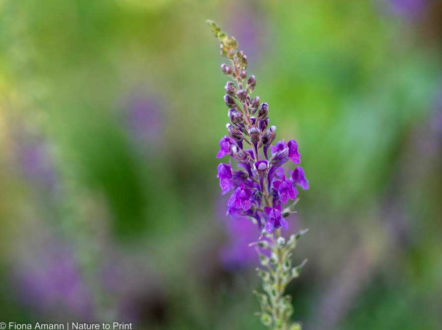 Italienisches Leinkraut, Linaria purpurea, Purpur-Leinkraut mit lila Blüten, blüht von Juni bis August, bis 60 cm hoch, Bienenweide.