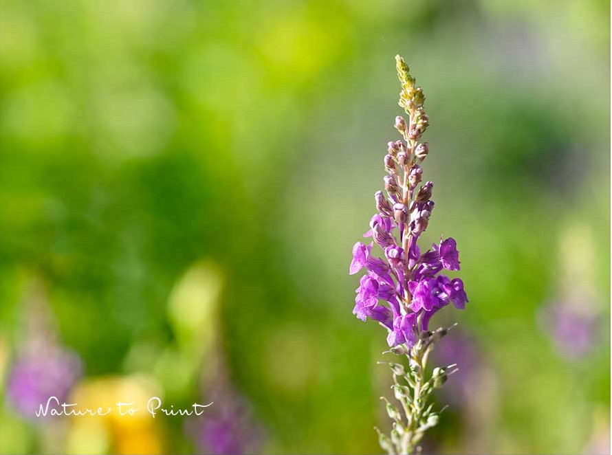 Italienisches Leinkraut, Linaria purpurea, Purpur-Leinkraut mit lila Blüten, blüht von Juni bis August, bis 60 cm hoch, Bienenweide.