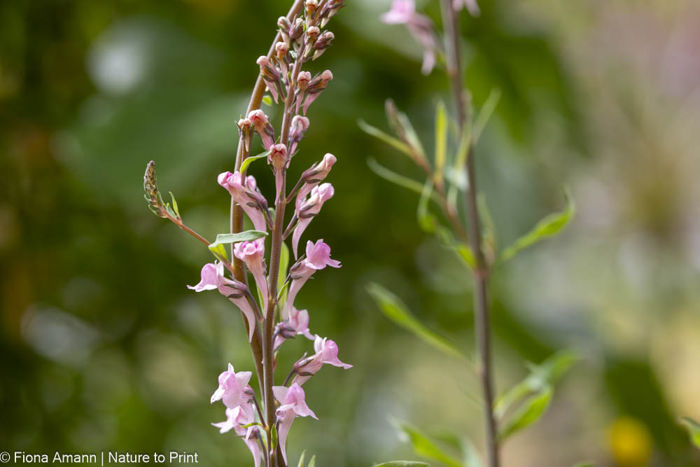 Rosa Leinkraut, Purpur-Leinkraut, Linaria purpurea, Wildstaude für sonnige Plätze