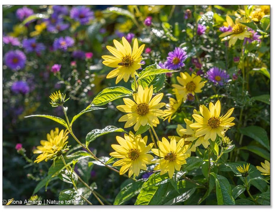Staudensonnenblume 'Lemon Queen' vor hohen Astern Staudensonnenblume 'Lemon Queen' vor hohen Astern
