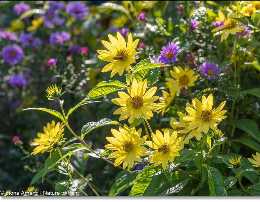 Staudensonnenblume 'Lemon Queen' vor hohen Astern