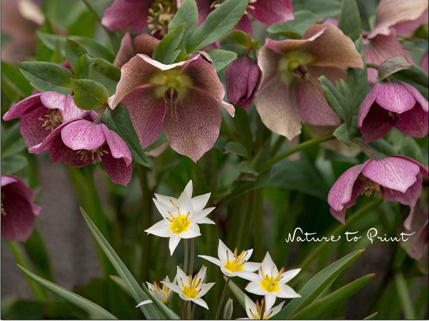Wildtulpe Turkestanica macht sich sehr gut zu Füßen einer H. Orientalis. Die beiden sind schon seit zwei Jahrzehnten unzertrennliche Pflanzpartner.