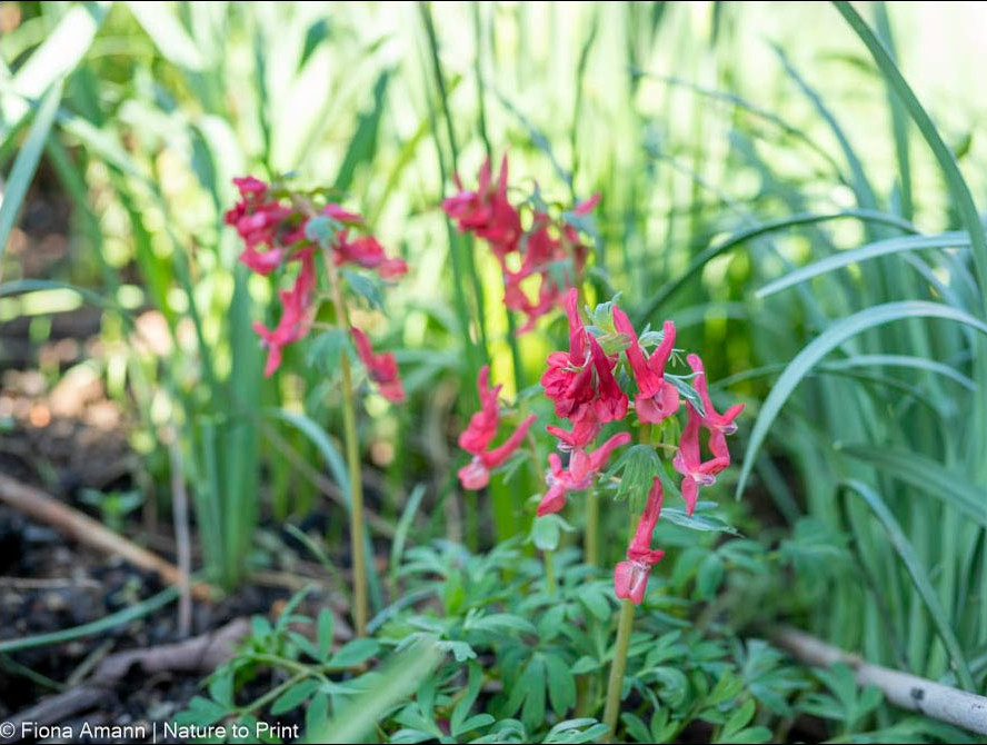 Lerchensporn, Corydalis, Knollengewächs für halbschattige und schattige Beete