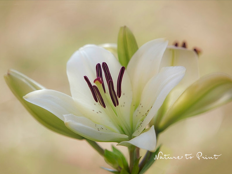 Asiatische Lilie, verm. Lilium Kent