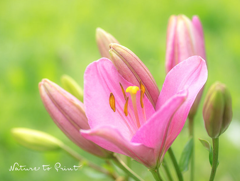 Asiatische L. mit rosa Blüten. 