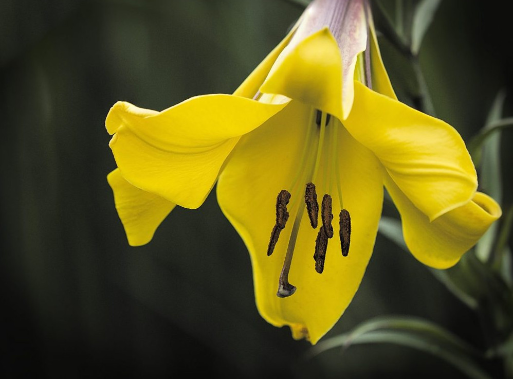 Große gelbe Lilie im Garten, Lilie Golden Splendour