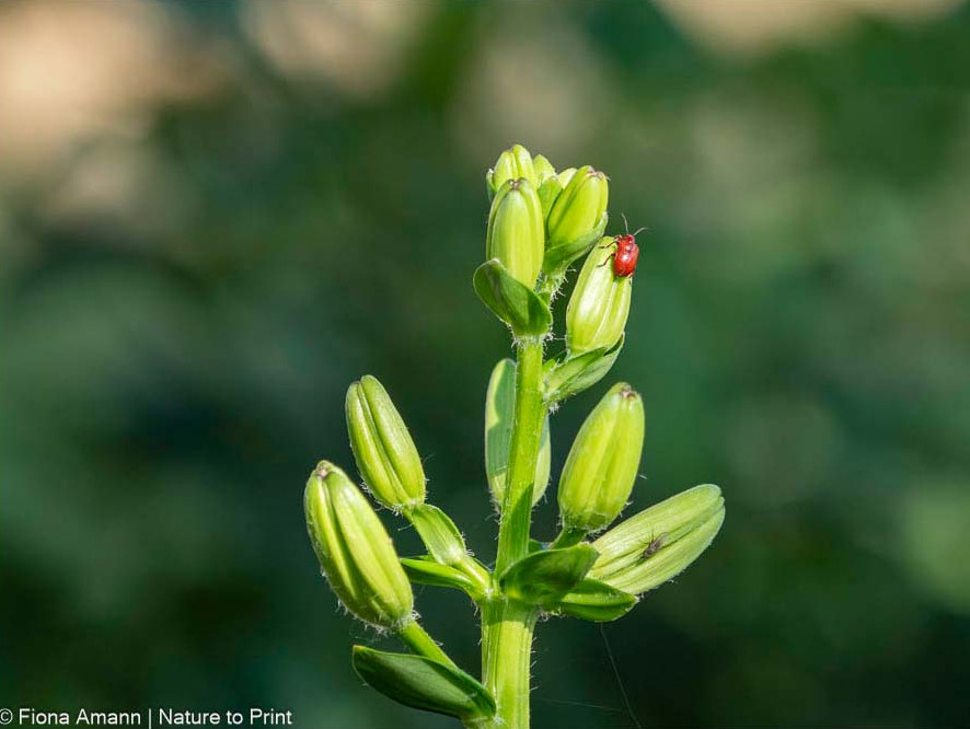 Rotes Lilienhähnchen, Lilienkäfer, hübsch, aber ein Schädling