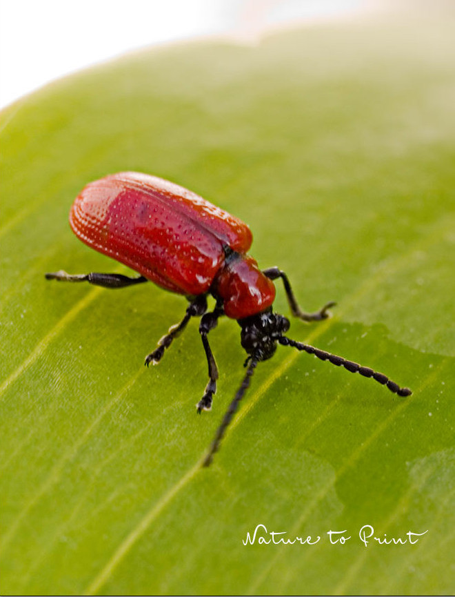 Rotes Lilienhähnchen, Lilienkäfer, hübsch, aber ein Schädling