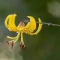 Lilium Leichtlinii, japanische, botanische Lilie.