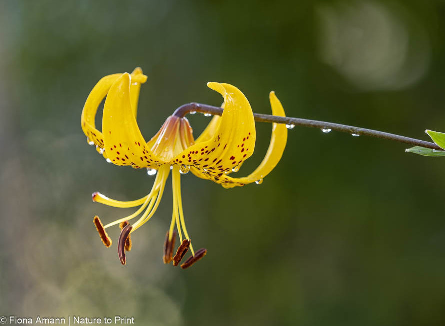 Botanische Lilien, wilde Lilien, wahre Juwelen für den Naturgarten.
