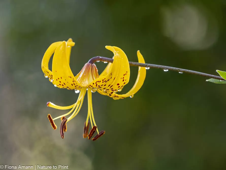 Botanische Lilien, wilde Lilien, wahre Juwelen für den Naturgarten.