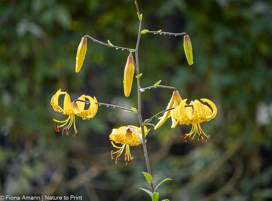 Lilium leichtinii, Kleine Tigerlilie