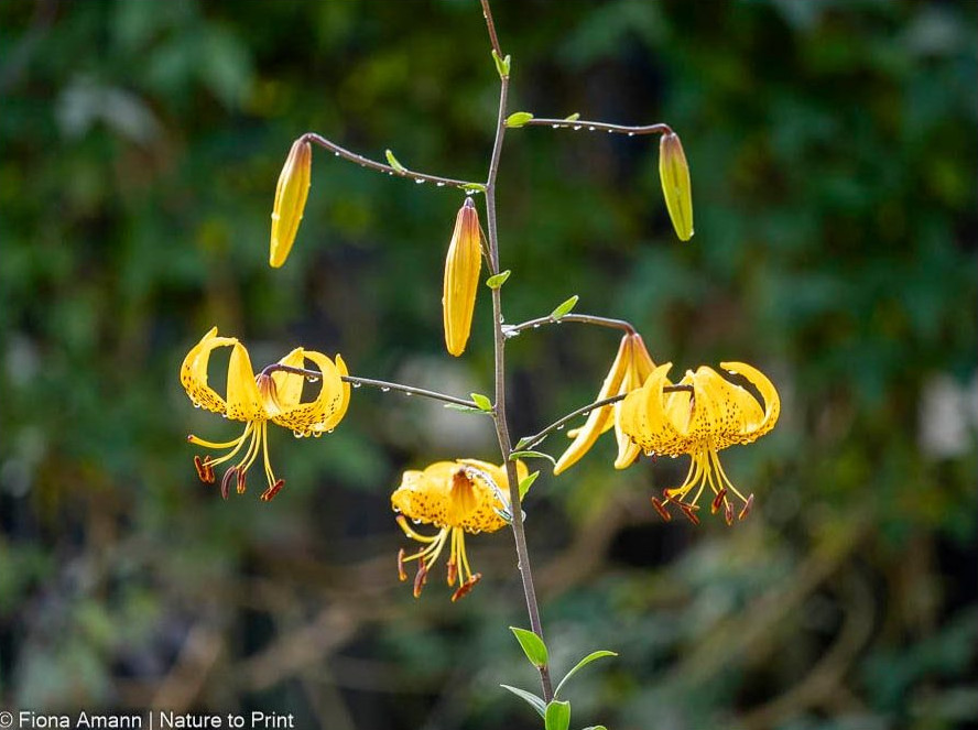 Lilium Leichtlinii, japanische, botanische Lilie, auch Tigerlilie