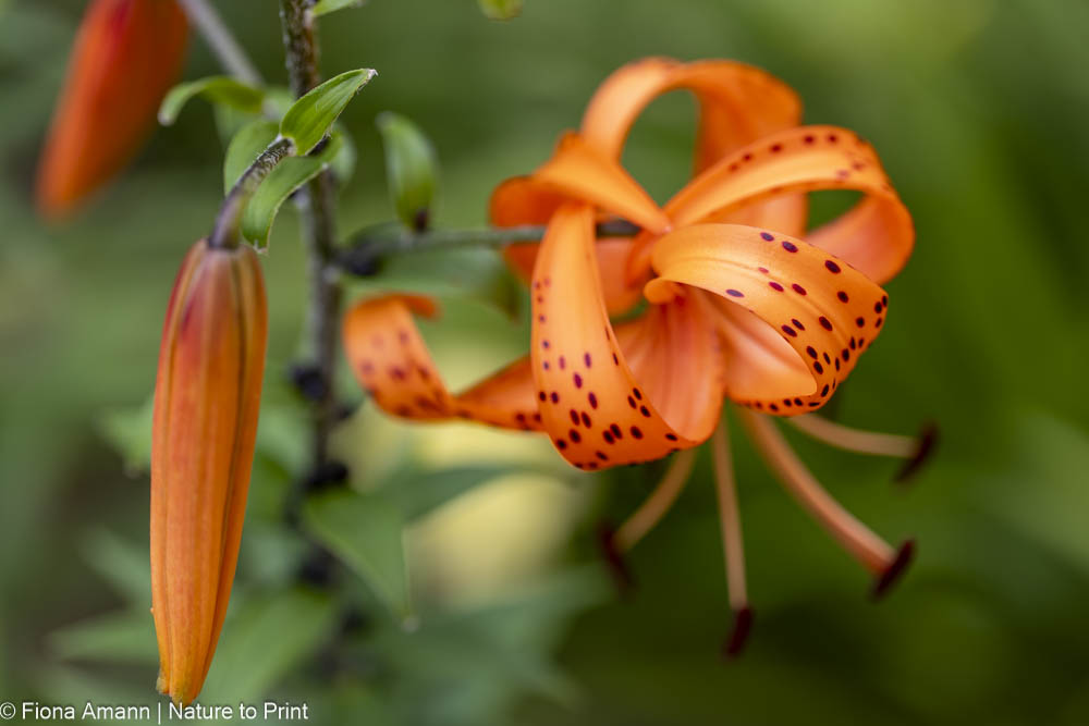 Lilium henryi, Riesentürkenbund, Mandarin-Lilie2025_04