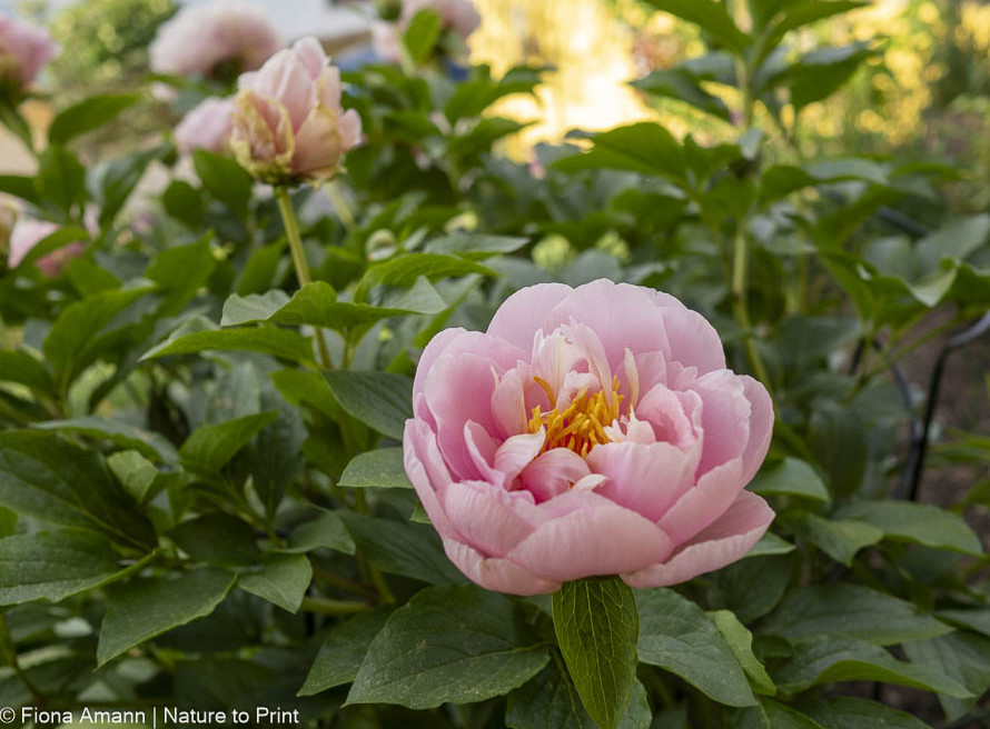 Paeonia Rockii-Hybride Lilly & Leo