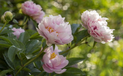 Pfingstrosen, Zukunftspflanzen mit Duft & opulenten Blüten