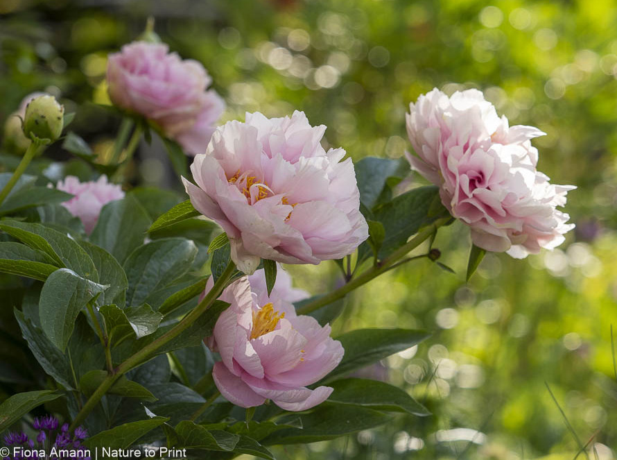 Pfingstrosen, Freude, Farbe & Duft für Jahrzehnte